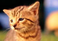 小猫图片,小猫图片中的温馨瞬间