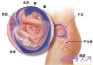 五个月的胎儿图,身形变化与性别初现