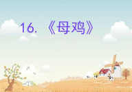 母鸡ppt,慈爱与勇敢的鸡母亲形象